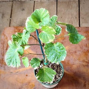 Close-up of Balfour Aralia showing rounded glossy green leaflets and branching growth – exact plant available from Rare Root Plant Co.