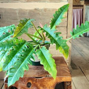 Philodendron Ring of Fire with elongated toothed leaves and colorful green cream yellow and orange variegation – exact plant from Rare Root Plant Co.