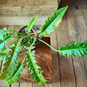 Close-up of Philodendron Ring of Fire showing deeply toothed foliage and multicolored variegation – exact plant available from Rare Root Plant Co.