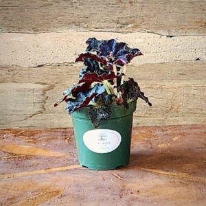 Black Mamba Begonia with richly textured dark burgundy and near-black foliage β exact plant from Rare Root Plant Co.