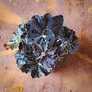 Close-up of Black Mamba Begonia showing dramatic dark textured foliage and deep burgundy tones β exact plant available from Rare Root Plant Co.