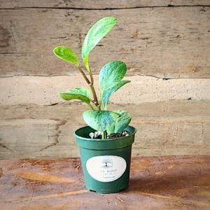 Peperomia Marble with thick glossy green cream and pale yellow variegated leaves – exact plant from Rare Root Plant Co.