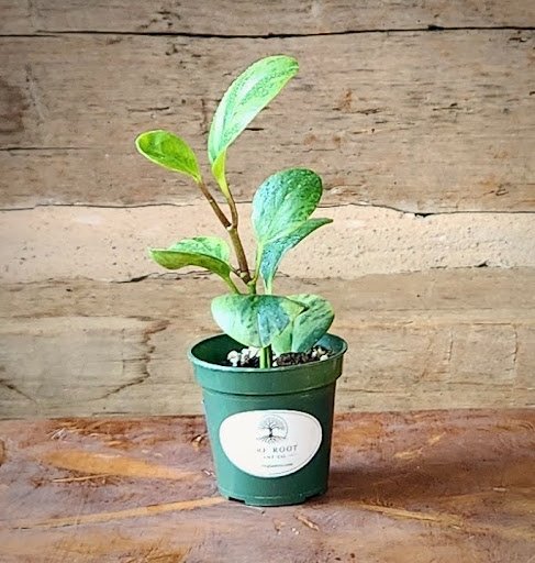 Peperomia Marble with thick glossy green cream and pale yellow variegated leaves – exact plant from Rare Root Plant Co.