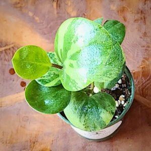 Close-up of Peperomia Marble showing creamy marbled variegation on glossy green foliage – exact plant available from Rare Root Plant Co.