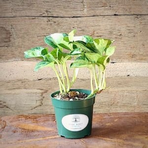 Manjula Pothos with broad heart-shaped leaves marbled in cream, white and green – exact plant from Rare Root Plant Co.