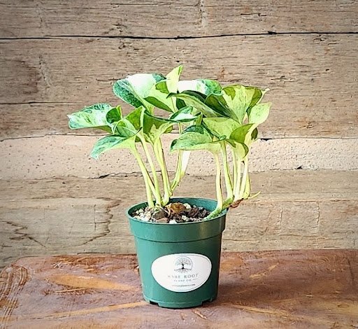 Manjula Pothos with broad heart-shaped leaves marbled in cream, white and green – exact plant from Rare Root Plant Co.