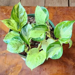 Close-up of Manjula Pothos showing cream, white and green variegated foliage – exact plant available from Rare Root Plant Co.
