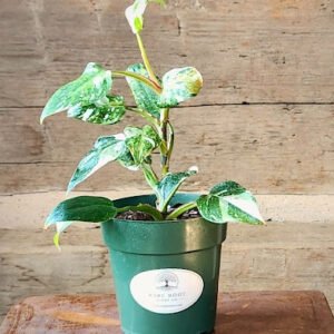 White Princess Philodendron with deep green foliage and crisp white variegation – exact plant from Rare Root Plant Co.