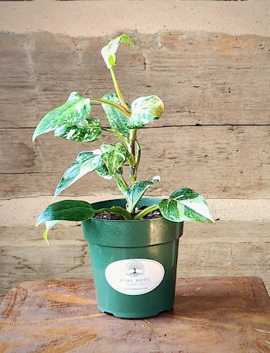 White Princess Philodendron with deep green foliage and crisp white variegation – exact plant from Rare Root Plant Co.