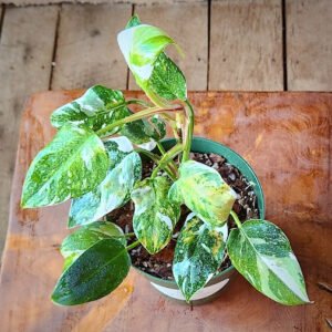 Close-up of White Princess Philodendron showing white variegation across deep green foliage – exact plant available from Rare Root Plant Co.