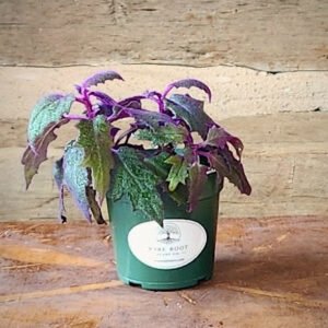 Purple Passion Plant with velvety green and purple foliage in nursery pot – exact plant from Rare Root Plant Co.