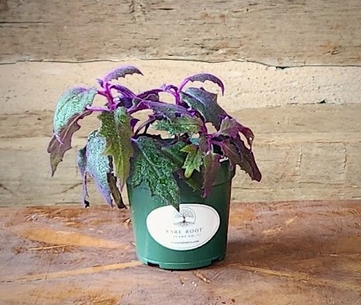 Purple Passion Plant with velvety green and purple foliage in nursery pot – exact plant from Rare Root Plant Co.
