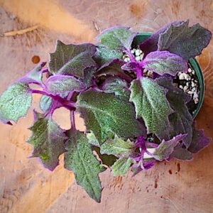 Close-up of Purple Passion Plant showing vivid purple hairs on green foliage – exact plant available from Rare Root Plant Co.