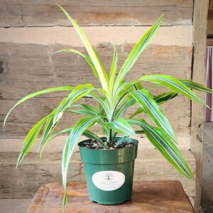 Lemon Lime Dracaena (Dracaena fragrans 'Lemon Lime') with vibrant green, lime, and yellow striped foliage in nursery pot – exact plant from Rare Root Plant Co.