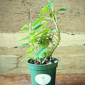 Cupid Peperomia with soft green heart-shaped leaves and trailing stems – exact plant from Rare Root Plant Co.