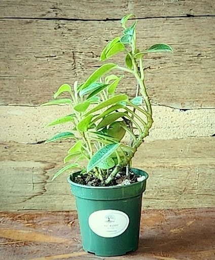 Cupid Peperomia with soft green heart-shaped leaves and trailing stems – exact plant from Rare Root Plant Co.