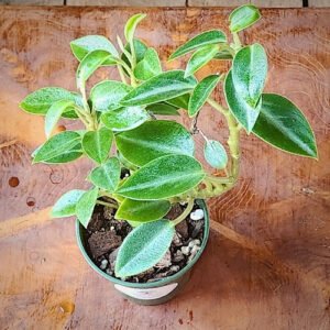 Close-up of Cupid Peperomia showing heart-shaped green foliage along trailing vines – exact plant available from Rare Root Plant Co.