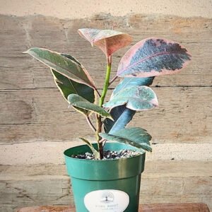Tineke Rubber Tree with broad glossy green and creamy white variegated leaves – exact plant from Rare Root Plant Co.