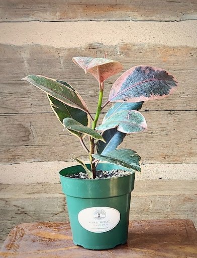 Tineke Rubber Tree with broad glossy green and creamy white variegated leaves – exact plant from Rare Root Plant Co.