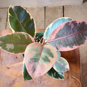 Close-up of Tineke Rubber Tree showing cream and green variegation with soft pink tones in newer foliage – exact plant available from Rare Root Plant Co.