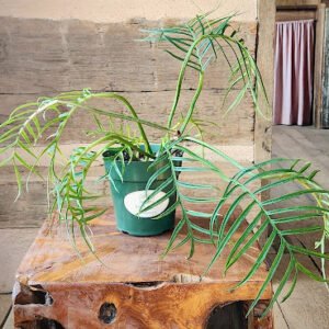 Philodendron Tortum with narrow deeply divided green foliage and distinctive skeletal form – exact plant from Rare Root Plant Co.