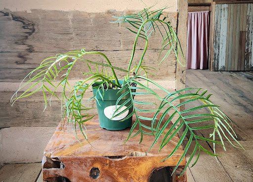 Philodendron Tortum with narrow deeply divided green foliage and distinctive skeletal form – exact plant from Rare Root Plant Co.