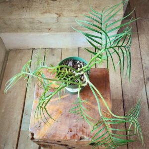 Close-up of Philodendron Tortum showing narrow twisting leaf segments and deeply divided foliage – exact plant available from Rare Root Plant Co.