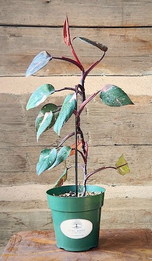 Philodendron Pink Princess with dark green foliage and natural pink variegation – exact plant from Rare Root Plant Co.