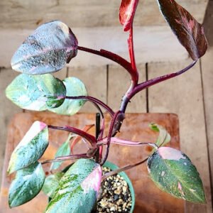 Close-up of Philodendron Pink Princess showing pink variegation across deep green foliage – exact plant available from Rare Root Plant Co.