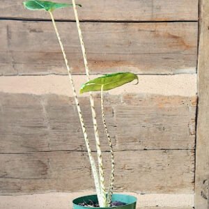 Alocasia Zebrina with bold green leaves and distinctive zebra-striped petioles β exact plant from Rare Root Plant Co.