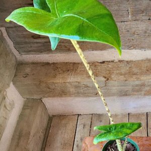 Close-up of Alocasia Zebrina showing naturally striped petioles beneath green foliage β exact plant available from Rare Root Plant Co.