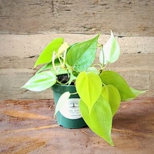 Lemon Lime Heartleaf Philodendron with bright chartreuse heart-shaped foliage – exact plant from Rare Root Plant Co.