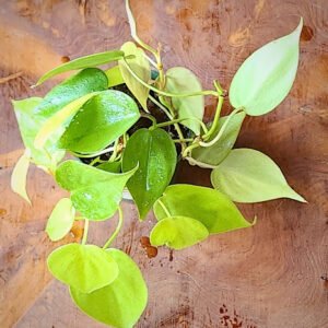 Close-up of Lemon Lime Heartleaf Philodendron showing luminous yellow-green heart-shaped leaves – exact plant available from Rare Root Plant Co.