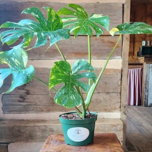 Monstera Thai Constellation with creamy white variegation and broad fenestrated leaves in nursery pot – exact plant from Rare Root Plant Co.
