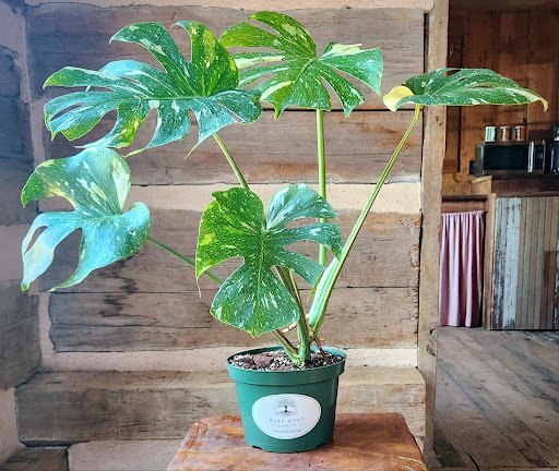 Monstera Thai Constellation with creamy white variegation and broad fenestrated leaves in nursery pot – exact plant from Rare Root Plant Co.