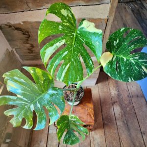 Close-up of Monstera Thai Constellation showing constellation-like cream variegation on glossy green foliage – exact plant available from Rare Root Plant Co.
