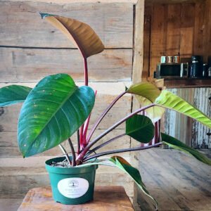 Philodendron Rojo Congo with upright glossy foliage and rich burgundy new growth in nursery pot – exact plant from Rare Root Plant Co.