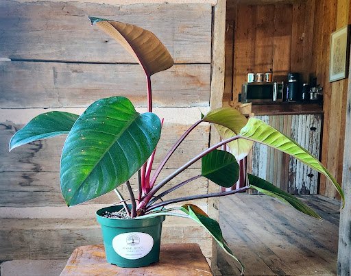 Philodendron Rojo Congo with upright glossy foliage and rich burgundy new growth in nursery pot – exact plant from Rare Root Plant Co.