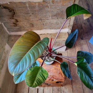Close-up of Philodendron Rojo Congo highlighting deep red emerging leaf and mature green foliage – exact plant available from Rare Root Plant Co.
