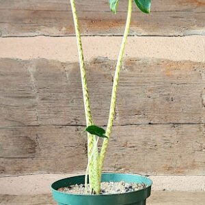 Alocasia Zebra Compact with bold green foliage and distinctive striped petioles β exact plant from Rare Root Plant Co.