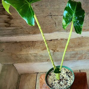 Close-up of Alocasia Zebra Compact showing patterned zebra-like petioles beneath green foliage β exact plant available from Rare Root Plant Co.