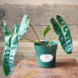 Philodendron Billietiae with elongated green foliage and distinctive orange petioles – exact plant from Rare Root Plant Co.