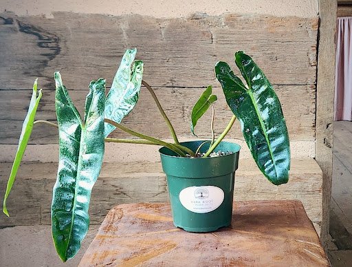 Philodendron Billietiae with elongated green foliage and distinctive orange petioles – exact plant from Rare Root Plant Co.