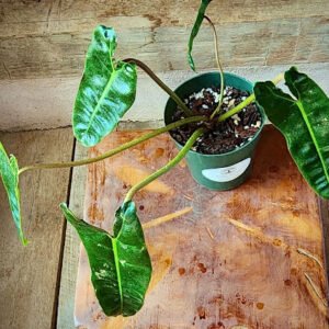 Close-up of Philodendron Billietiae showing long narrow green leaves and orange-toned petioles – exact plant available from Rare Root Plant Co.