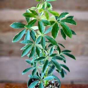 Close-up of variegated umbrella-shaped leaf clusters on a Variegated Dwarf Umbrella Tree – exact plant available from Rare Root Plant Co.