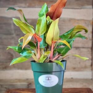 Philodendron Orange Marmalade with vibrant orange, lime, and green variegated foliage in nursery pot – exact plant from Rare Root Plant Co.