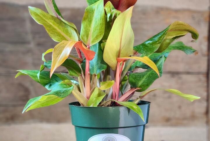 Philodendron Orange Marmalade with vibrant orange, lime, and green variegated foliage in nursery pot – exact plant from Rare Root Plant Co.