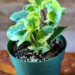 Close-up of Variegated Baby Rubber Plant showing glossy variegated foliage with creamy white and soft green patterns – exact plant available from Rare Root Plant Co.
