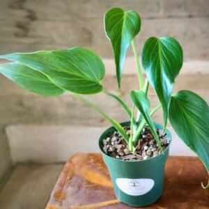Close-up of Monstera Burle Marx Flame showing intricate mature fenestrations and healthy foliage – exact plant available from Rare Root Plant Co