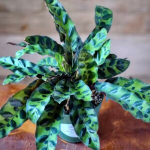 Close-up of Rattlesnake Plant foliage showing distinctive dark green markings and burgundy-purple leaf undersides – exact plant available from Rare Root Plant Co.